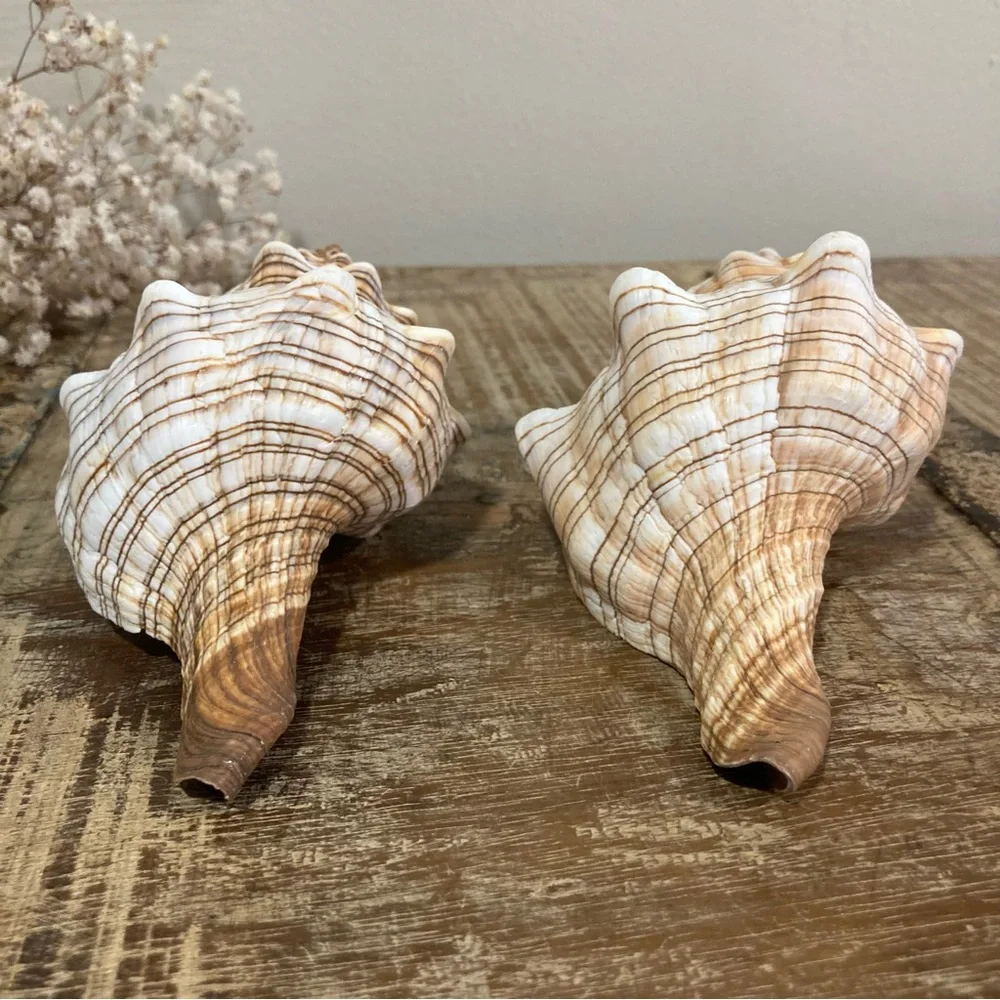 2 Seashells Cream / Light Orange / Brown Neutral Decor Beach Shell Nautical